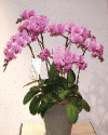 花鉢エレガンス
